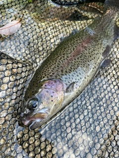 ニジマスの釣果