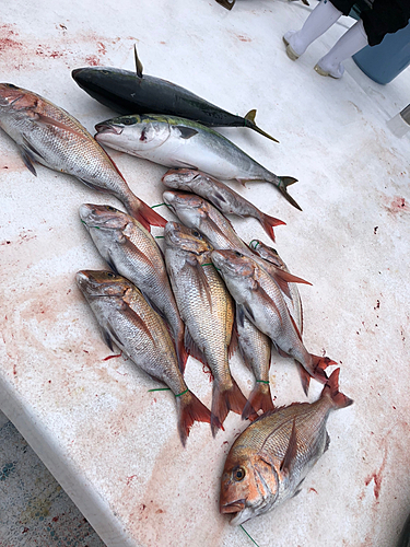 タイの釣果