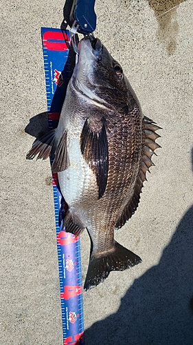 チヌの釣果