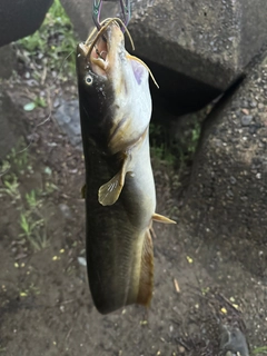 ナマズの釣果