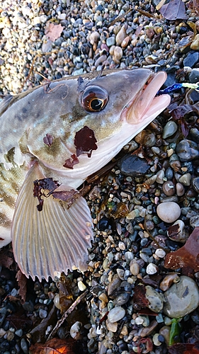 ホッケの釣果