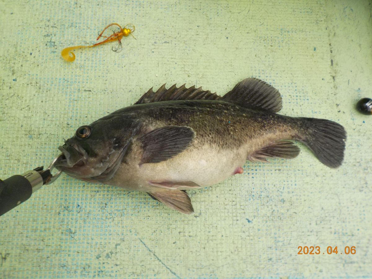 都南村漁協さんの釣果 2枚目の画像
