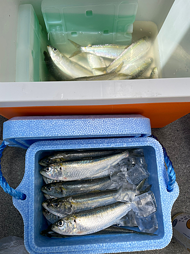 カタボシイワシの釣果