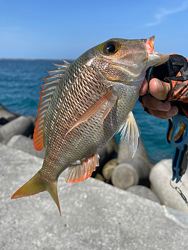 イソフエフキの釣果