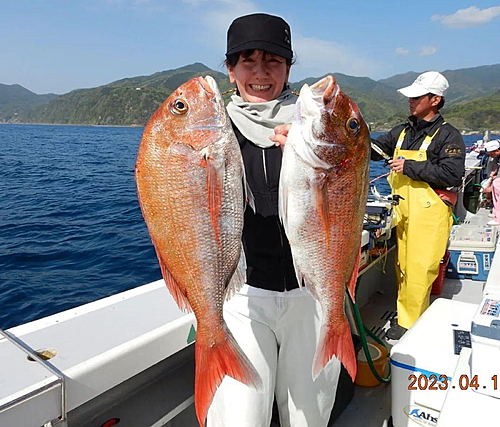 マダイの釣果