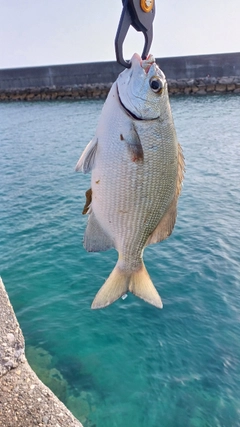 イスズミの釣果