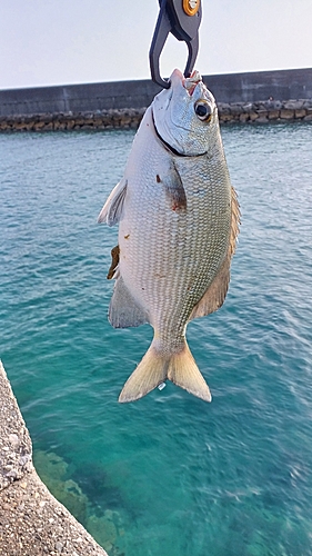 イスズミの釣果