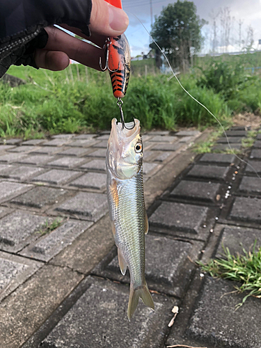 ハスの釣果