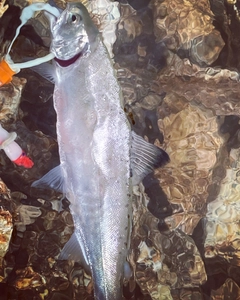 シラメの釣果