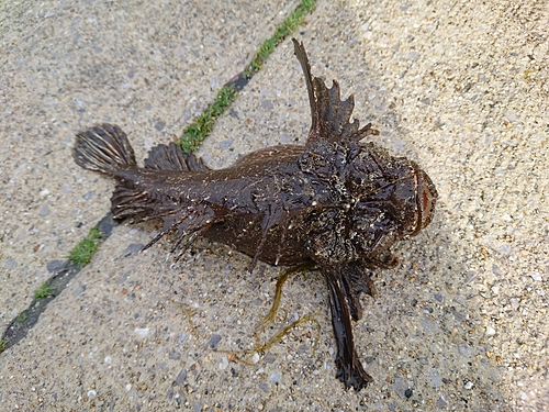 オニオコゼの釣果