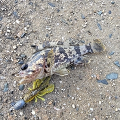 タケノコメバルの釣果