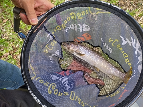 イワナの釣果