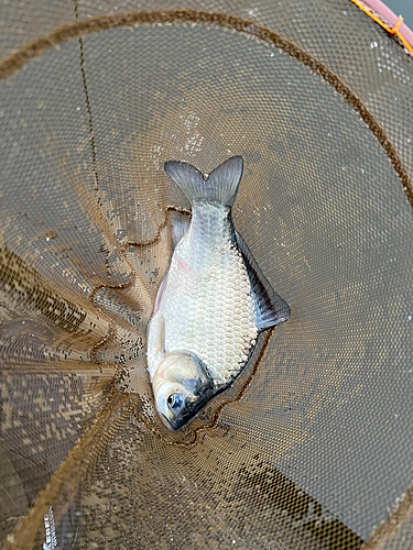 ヘラブナの釣果