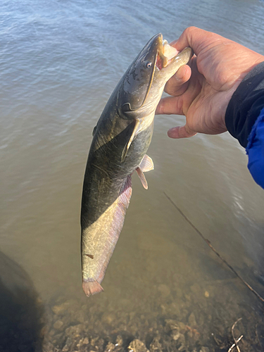 ナマズの釣果