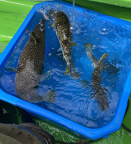 ショウサイフグの釣果