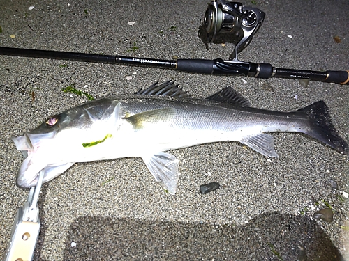 シーバスの釣果