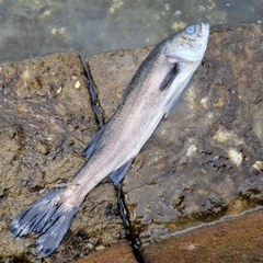 スズキの釣果