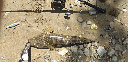 マゴチの釣果