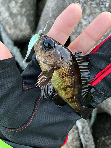 メバルの釣果