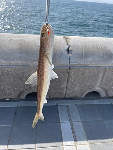 エソの釣果