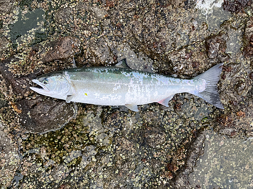 サクラマスの釣果