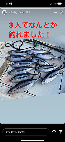 ビンチョウマグロの釣果