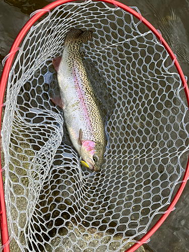 ニジマスの釣果