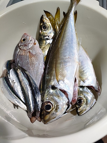 アジの釣果