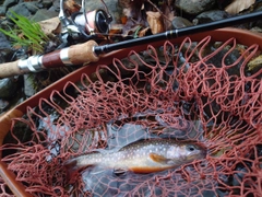 イワナの釣果