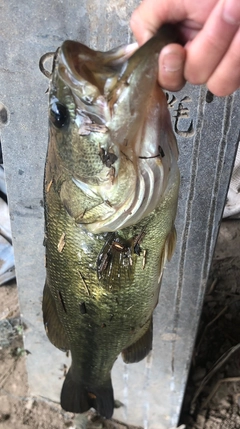 ブラックバスの釣果