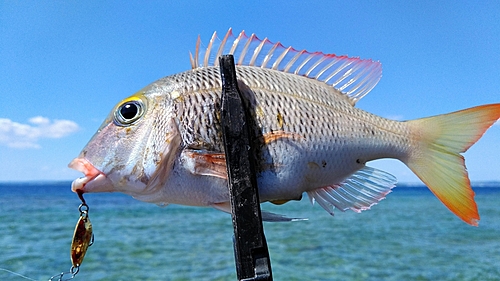 イソフエフキの釣果