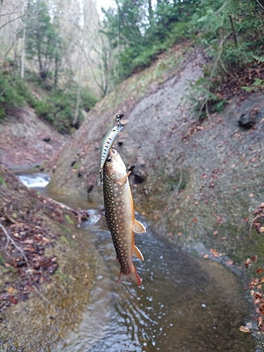 イワナの釣果