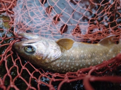 イワナの釣果