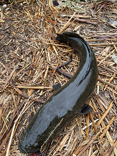 ライギョの釣果