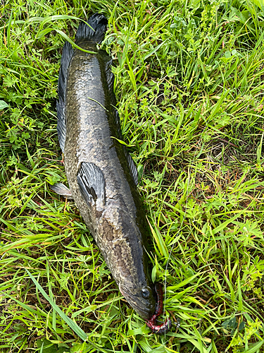 ライギョの釣果