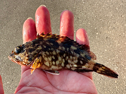 カサゴの釣果