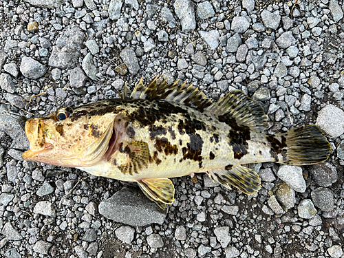 タケノコメバルの釣果