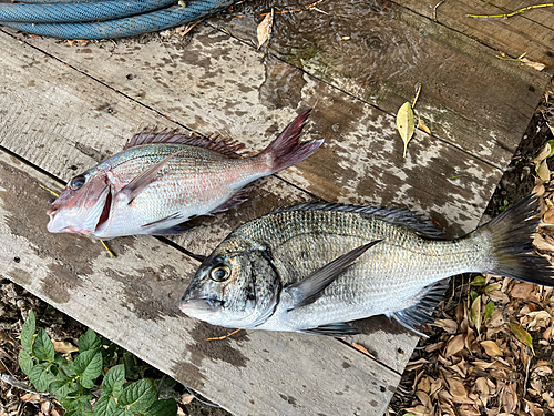 チヌの釣果