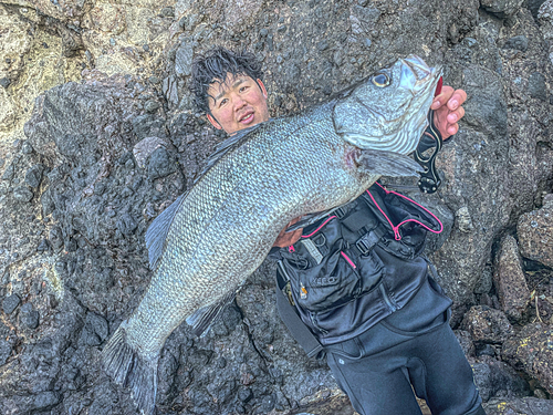 ヒラスズキの釣果