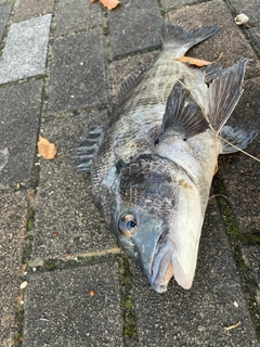 クロダイの釣果