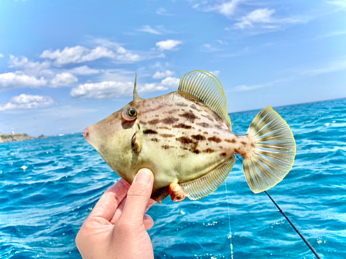 カワハギの釣果