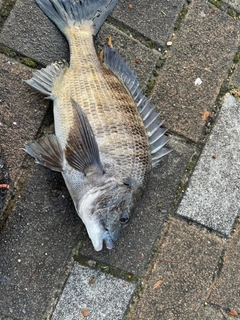 クロダイの釣果