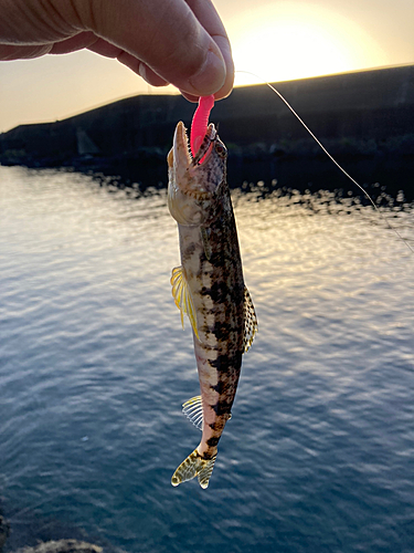 エソの釣果