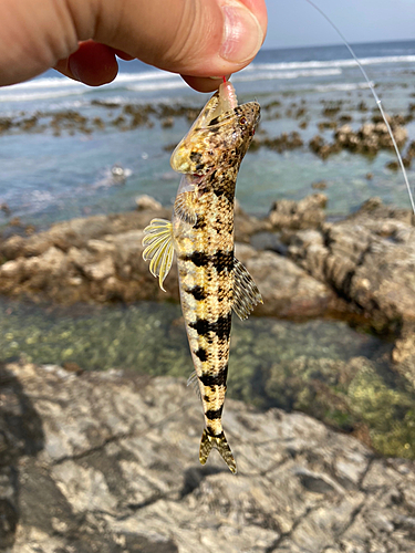 エソの釣果