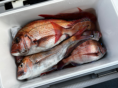 マダイの釣果