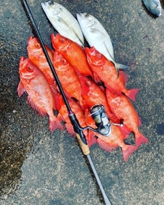 ホウセキキントキの釣果