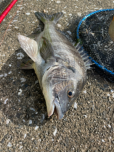 クロダイの釣果