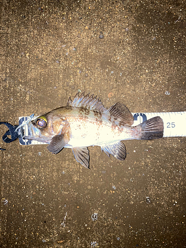 メバルの釣果