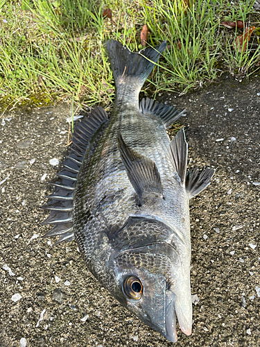 クロダイの釣果