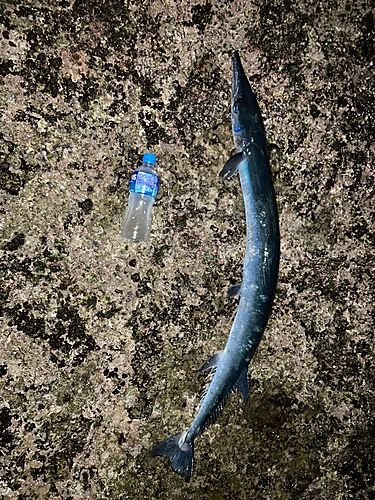 ダツの釣果